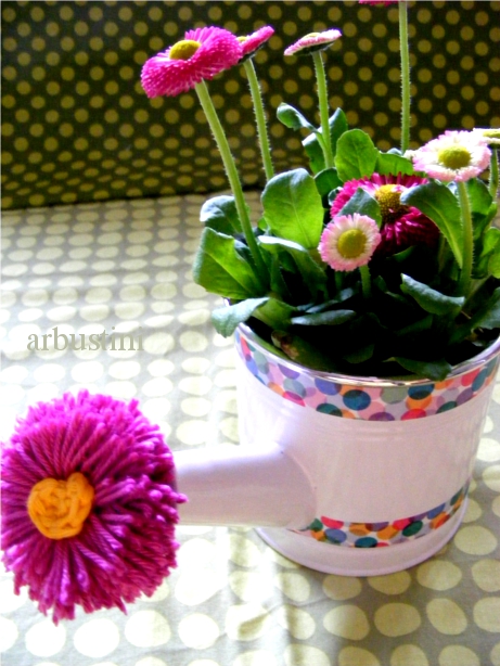 Bellis pompondis - Gnsepompon