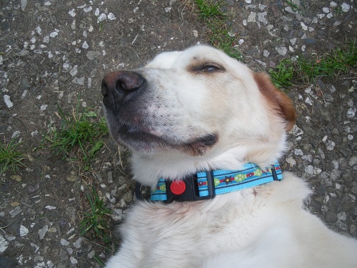 Hundehalsband ...