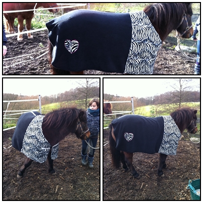 Pony oder Zebra???