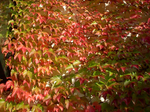 Es wird Herbst - es wird kalt! Hilfe angesagt!!!