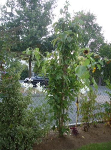 Testbild - Baum