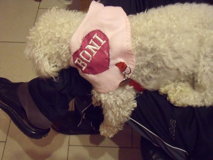 Hunde Hals Tuch