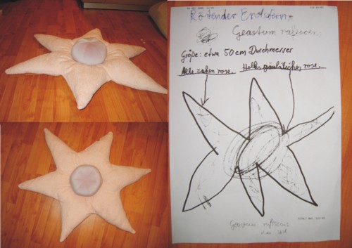 Pilz: geastrum rufescenz