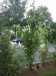 Testbild - Baum