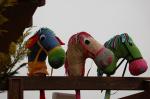 unsere Zucht