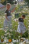 Venice Field of Daisies